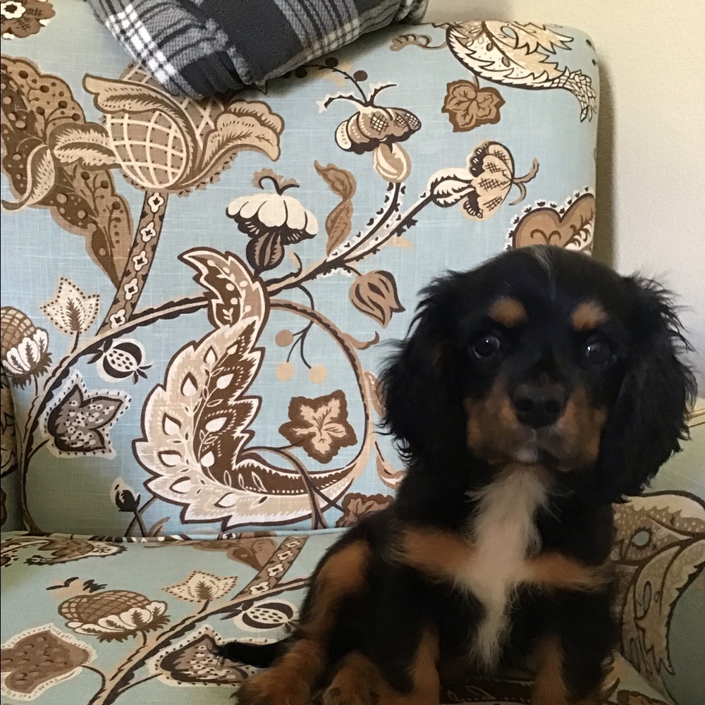 I’m not selling him, I want Baxter to meet you